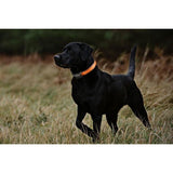 Safety Pet Collar With LED And Printed Design By Project Pet Lovers Club