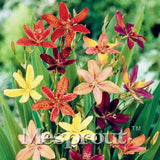 100 Seeds Per Pack - 20 Colors Lily Seeds By Mesprout